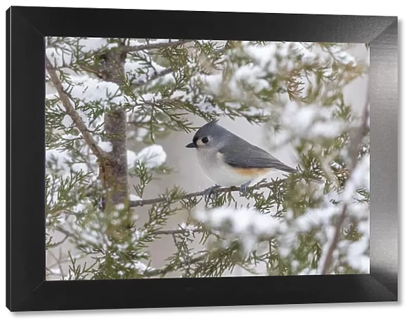 Tufted titmouse in red cedar tree in winter snow, Marion County, Illinois