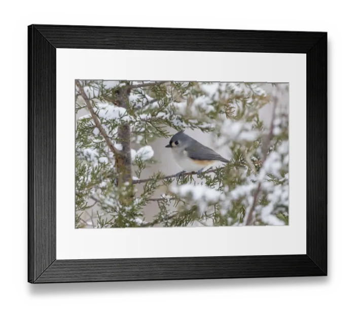 Framed Print : Tufted titmouse in red cedar tree in winter snow, Marion County, Illinois Framed Print : Tufted titmouse in red cedar tree in winter snow, Marion County, Illinois