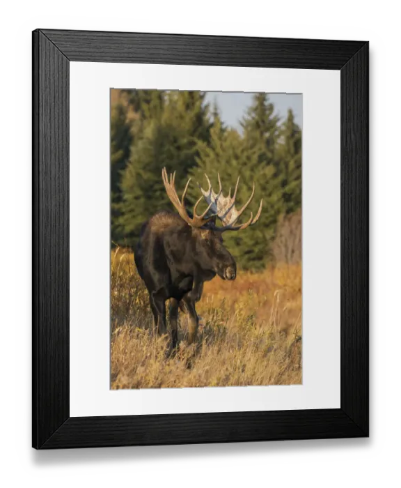 Framed Print : Shiras bull moose Framed Print : Shiras bull moose