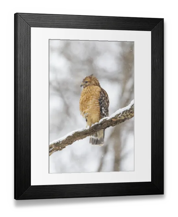 Framed Print : Red-shouldered hawk in snow, Marion County, Illinois Framed Print : Red-shouldered hawk in snow, Marion County, Illinois