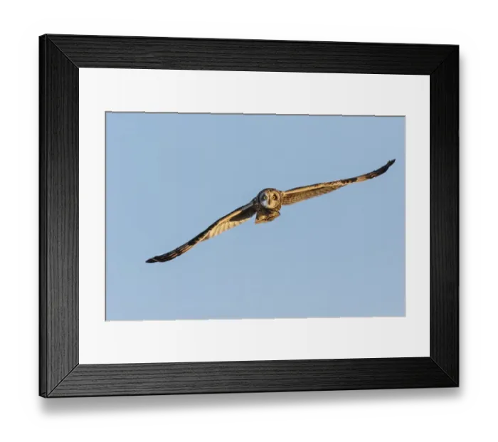 Framed Print : Short-eared owl flying, Prairie Ridge State Natural Area, Marion County, Illinois Framed Print : Short-eared owl flying, Prairie Ridge State Natural Area, Marion County, Illinois