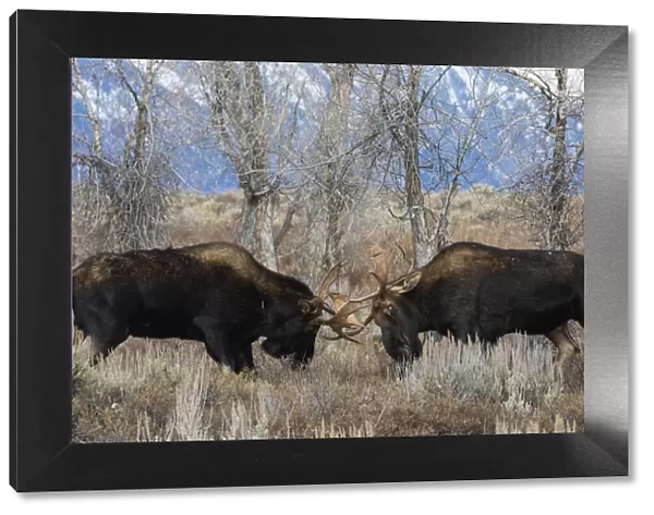 Bull moose sparring