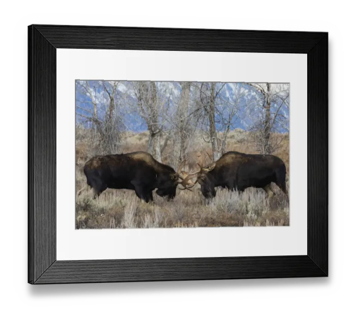 Framed Print : Bull moose sparring Framed Print : Bull moose sparring