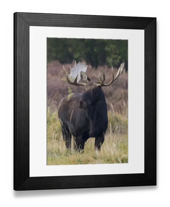 Framed Print : Shiras bull moose Framed Print : Shiras bull moose