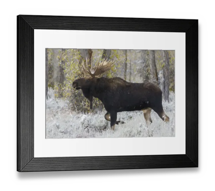 Framed Print : Shiras bull moose Framed Print : Shiras bull moose