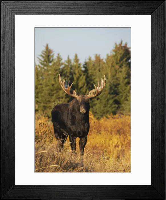 Framed Print : Shiras bull moose Framed Print : Shiras bull moose