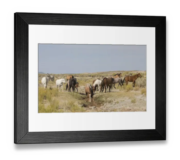 Framed Print : Wild horses at small waterhole Framed Print : Wild horses at small waterhole