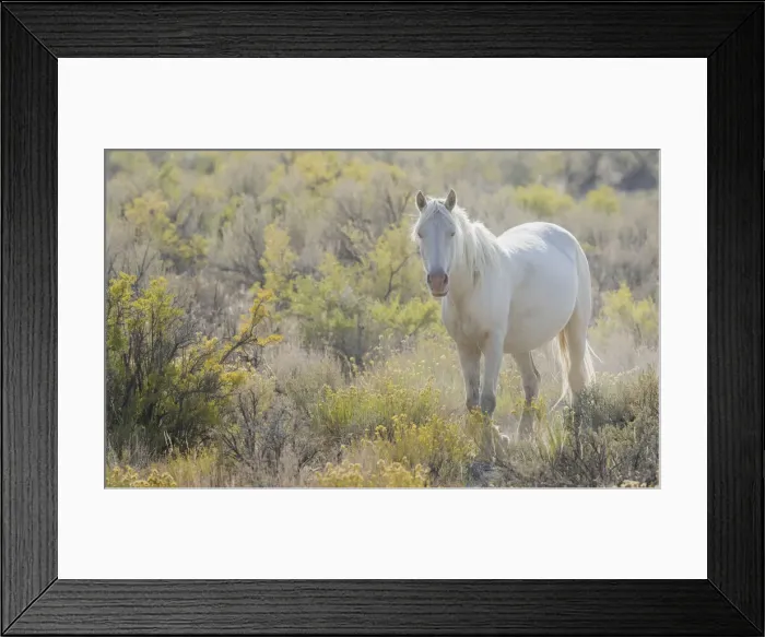 Framed Print : Wild horse, white eyes Framed Print : Wild horse, white eyes