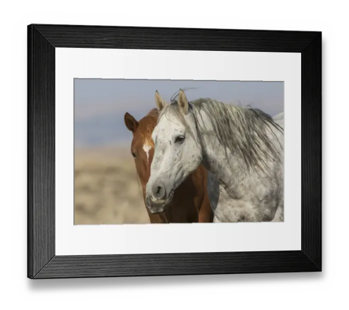 Framed Print : Wild mustangs Framed Print : Wild mustangs