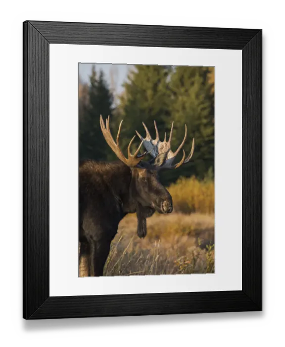 Framed Print : Shiras bull moose Framed Print : Shiras bull moose