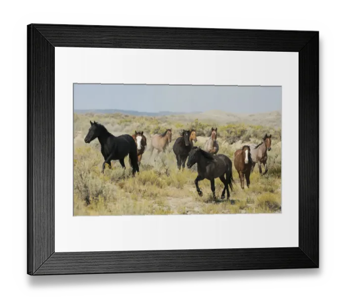 Framed Print : Wild horses approaching waterhole