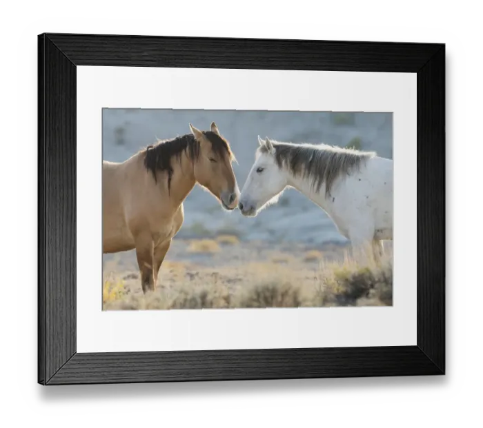 Framed Print : Nose to nose Sand Wash Basin wild mustangs Framed Print : Nose to nose Sand Wash Basin wild mustangs