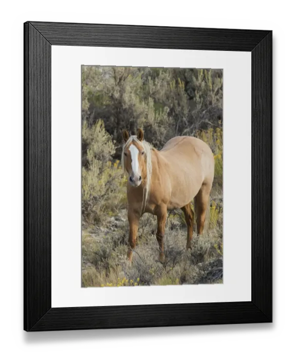 Framed Print : Wild mustang stallion Framed Print : Wild mustang stallion