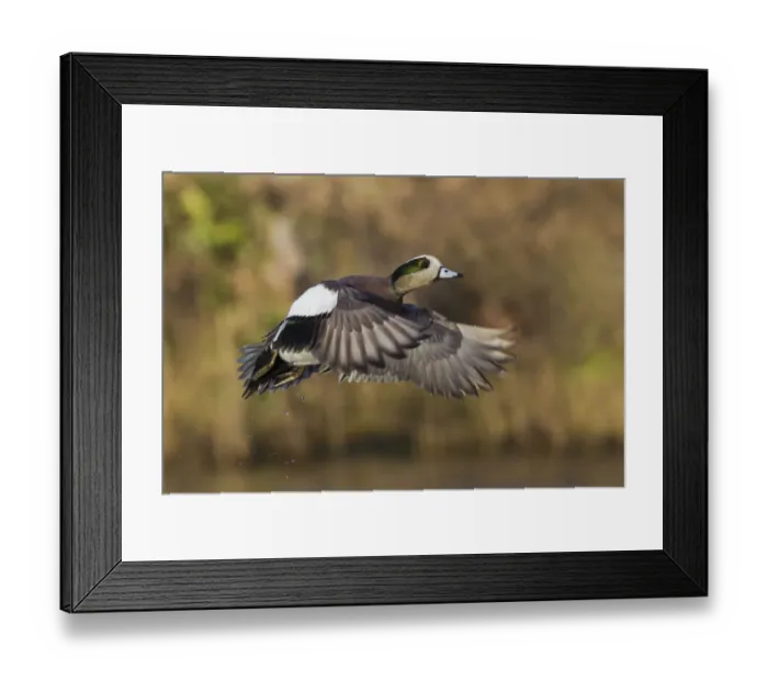 Framed Print : American wigeon drake flying Framed Print : American wigeon drake flying