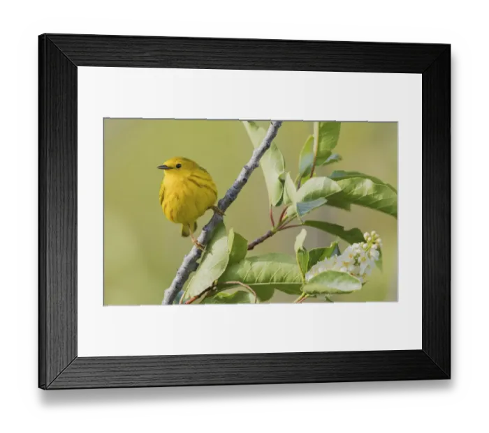 Framed Print : Yellow warbler