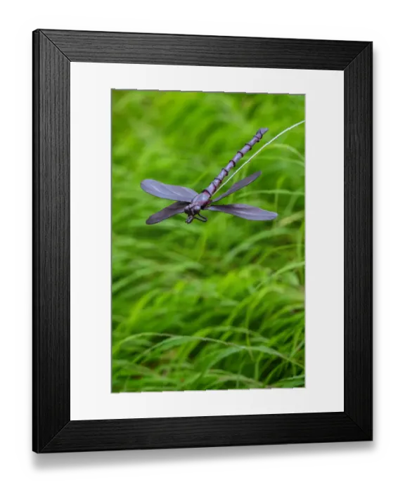 Framed Print : Metal dragonfly garden ornament Framed Print : Metal dragonfly garden ornament
