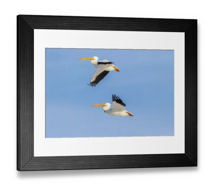 Framed Print : American white pelicans flying, Clinton County, Illinois Framed Print : American white pelicans flying, Clinton County, Illinois
