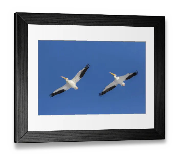 Framed Print : American white pelicans flying, Clinton County, Illinois Framed Print : American white pelicans flying, Clinton County, Illinois