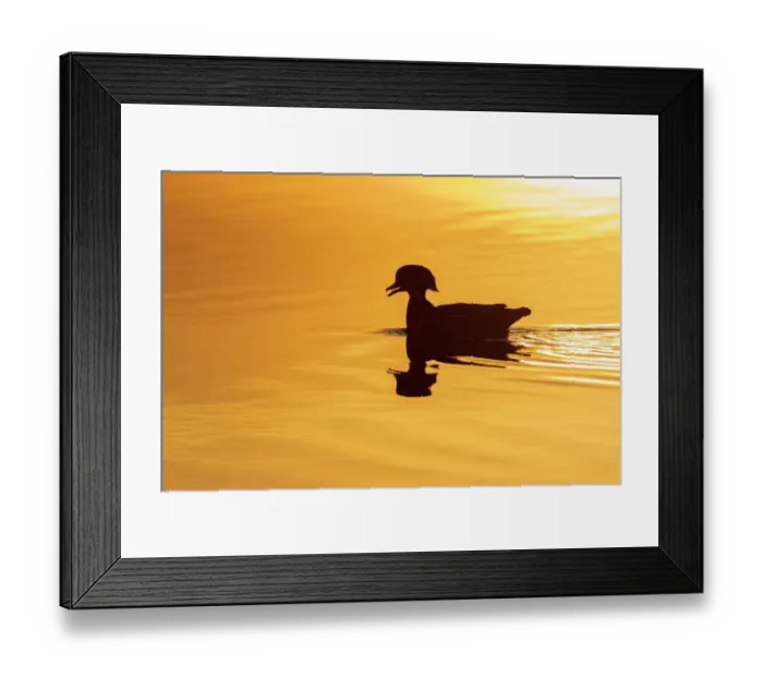 Framed Print : Wood duck male at sunrise in wetland, Marion County, Illinois Framed Print : Wood duck male at sunrise in wetland, Marion County, Illinois