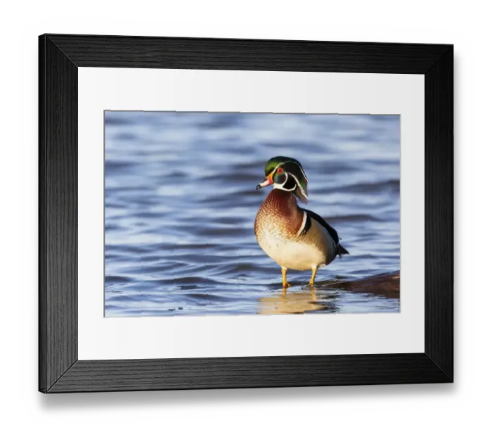Framed Print : Wood duck male in wetland, Marion County, Illinois Framed Print : Wood duck male in wetland, Marion County, Illinois