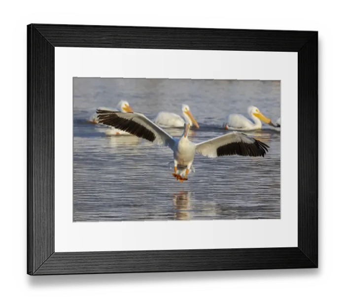 Framed Print : American white pelican landing, Clinton County, Illinois