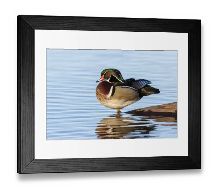 Framed Print : Wood duck male in wetland, Marion County, Illinois Framed Print : Wood duck male in wetland, Marion County, Illinois