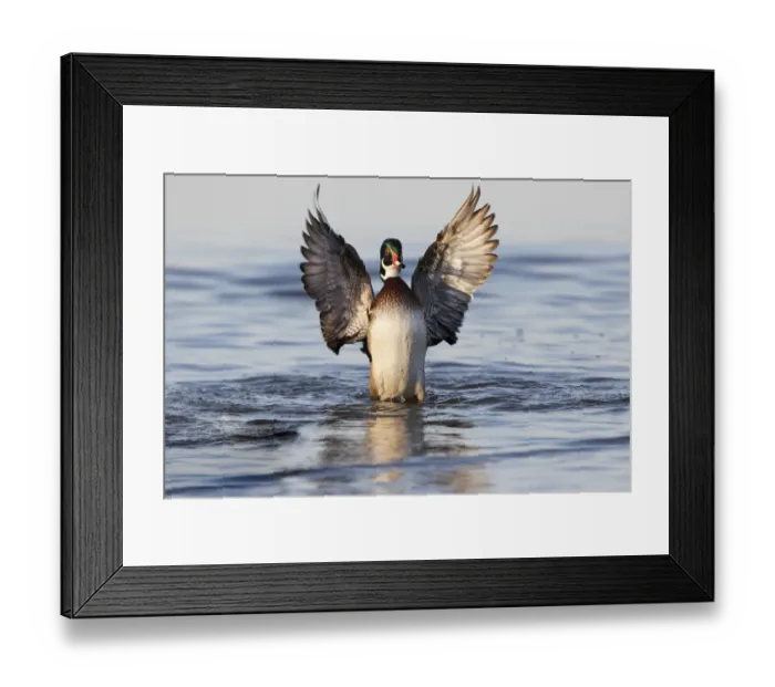 Framed Print : Wood duck male flapping wings in wetland, Marion County, Illinois Framed Print : Wood duck male flapping wings in wetland, Marion County, Illinois