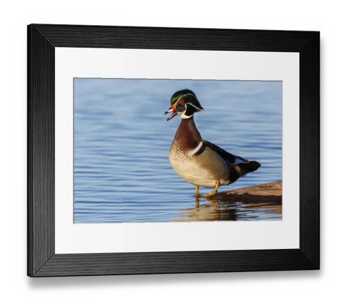 Framed Print : Wood duck male in wetland, Marion County, Illinois Framed Print : Wood duck male in wetland, Marion County, Illinois
