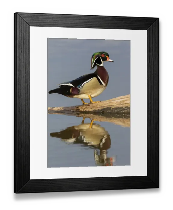 Framed Print : Wood duck male in wetland, Marion County, Illinois Framed Print : Wood duck male in wetland, Marion County, Illinois
