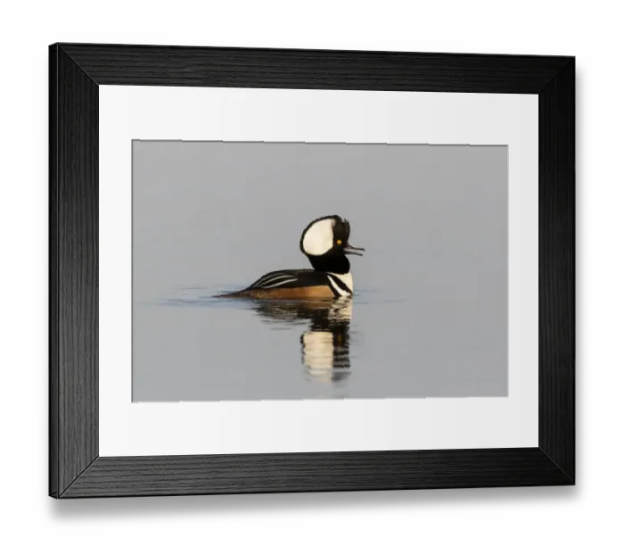 Framed Print : Hooded merganser male in wetland, Marion County, Illinois Framed Print : Hooded merganser male in wetland, Marion County, Illinois