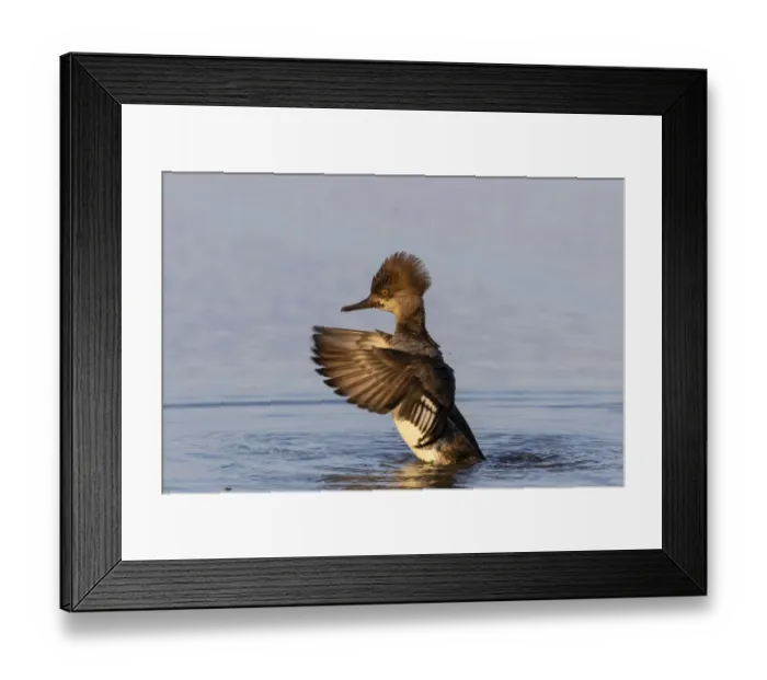 Framed Print : Hooded merganser female flapping wings in wetland, Marion County, Illinois Framed Print : Hooded merganser female flapping wings in wetland, Marion County, Illinois
