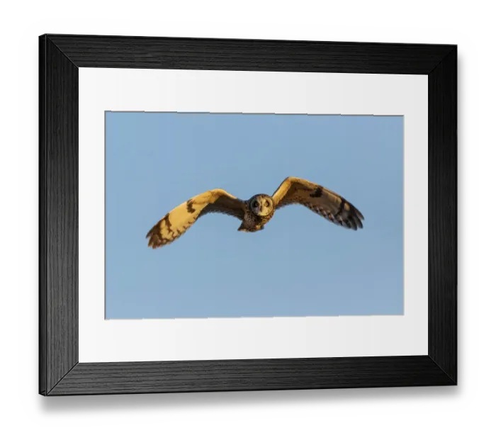 Framed Print : Short-eared owl flying, Prairie Ridge State Natural Area, Marion County, Illinois Framed Print : Short-eared owl flying, Prairie Ridge State Natural Area, Marion County, Illinois