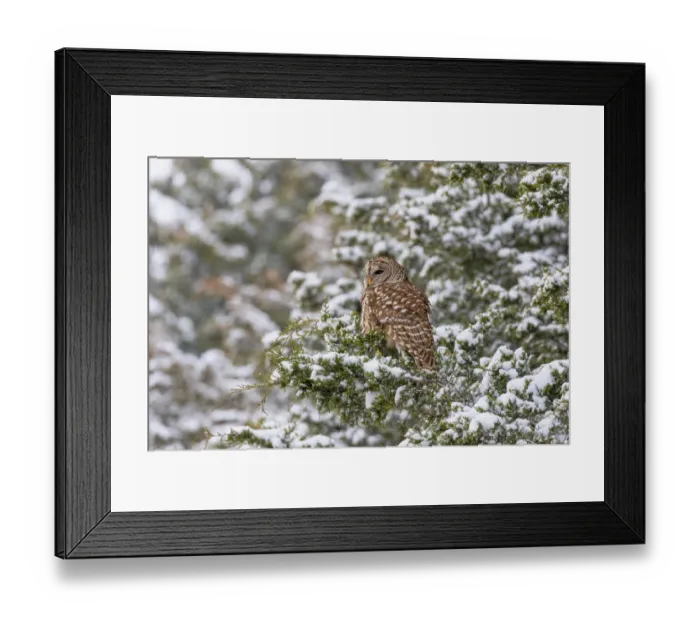 Framed Print : Barred owl in red cedar tree in snow, Marion County, Illinois Framed Print : Barred owl in red cedar tree in snow, Marion County, Illinois