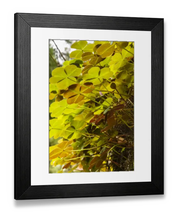 Framed Print : USA, California, Jedediah Smith Redwoods State Park. Close-up under backlit oxalis plants