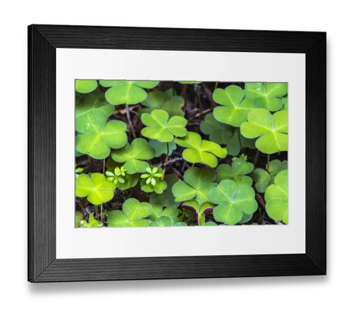 Framed Print : USA, California, Redwood National and State Parks. Oxalis leaves in Lady Bird Johnson Grove Framed Print : USA, California, Redwood National and State Parks. Oxalis leaves in Lady Bird Johnson Grove