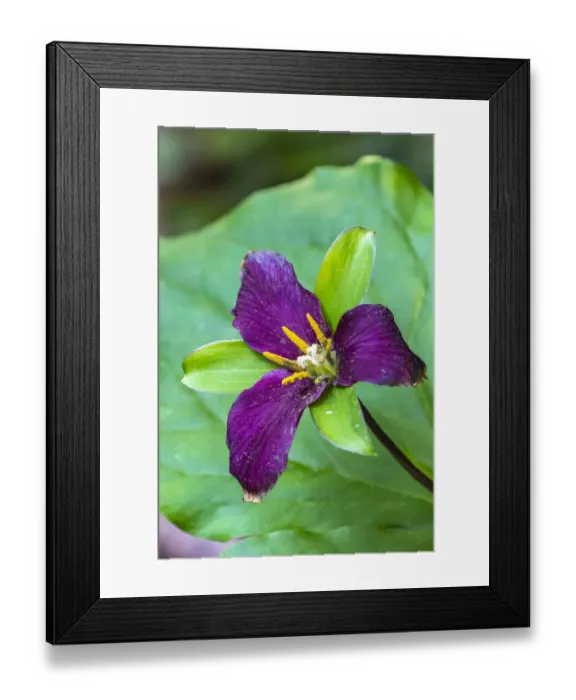 Framed Print : USA, California, Redwood National and State Parks. Trillium blossom in Lady Bird Johnson Grove Framed Print : USA, California, Redwood National and State Parks. Trillium blossom in Lady Bird Johnson Grove