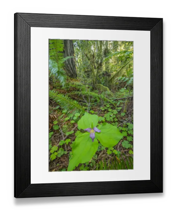 Framed Print : USA, California, Redwood National and State Parks. Trillium blossom and redwood in Lady Bird Johnson Grove Framed Print : USA, California, Redwood National and State Parks. Trillium blossom and redwood in Lady Bird Johnson Grove