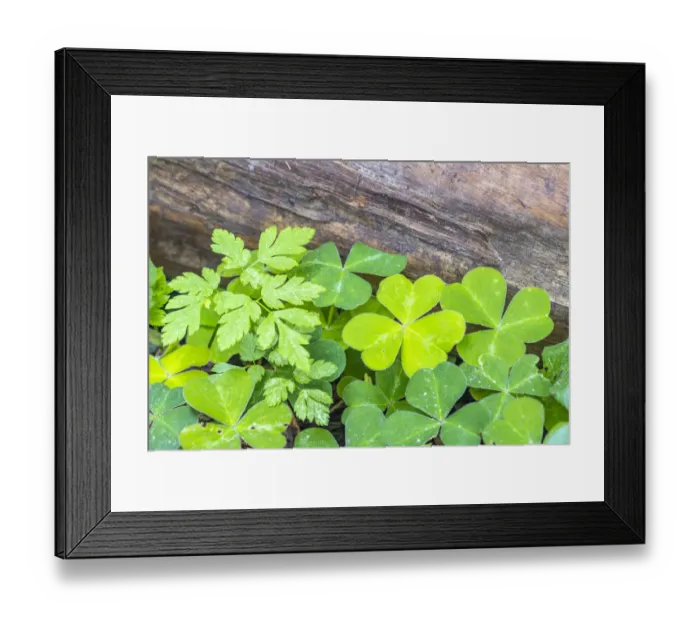 Framed Print : USA, California, Redwood National and State Parks. Oxalis leaves and redwood log Framed Print : USA, California, Redwood National and State Parks. Oxalis leaves and redwood log
