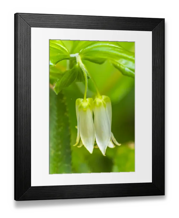 Framed Print : USA, California, Del Norte Coast Redwoods State Park. Smiths fairy bells flowers close-up Framed Print : USA, California, Del Norte Coast Redwoods State Park. Smiths fairy bells flowers close-up