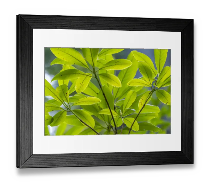 Framed Print : USA, California, Del Norte Coast Redwoods State Park. Backlit rhododendron foliage Framed Print : USA, California, Del Norte Coast Redwoods State Park. Backlit rhododendron foliage
