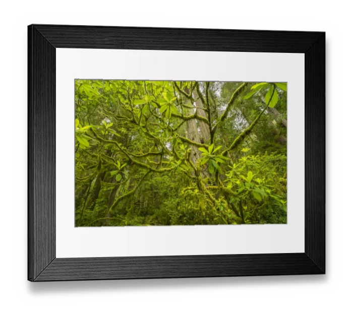 Framed Print : USA, California, Jedediah Smith Redwoods State Park. Moss-covered branches and redwoods Framed Print : USA, California, Jedediah Smith Redwoods State Park. Moss-covered branches and redwoods