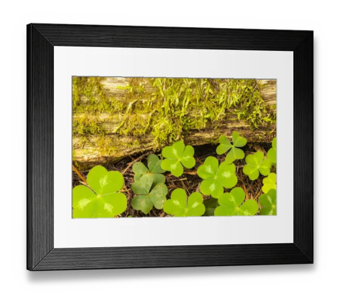 Framed Print : USA, California, Jedediah Smith Redwoods State Park. Redwood log and oxalis scenic