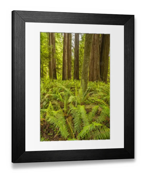 Framed Print : USA, California, Jedediah Smith Redwoods State Park. Scenic with redwood trees and ferns