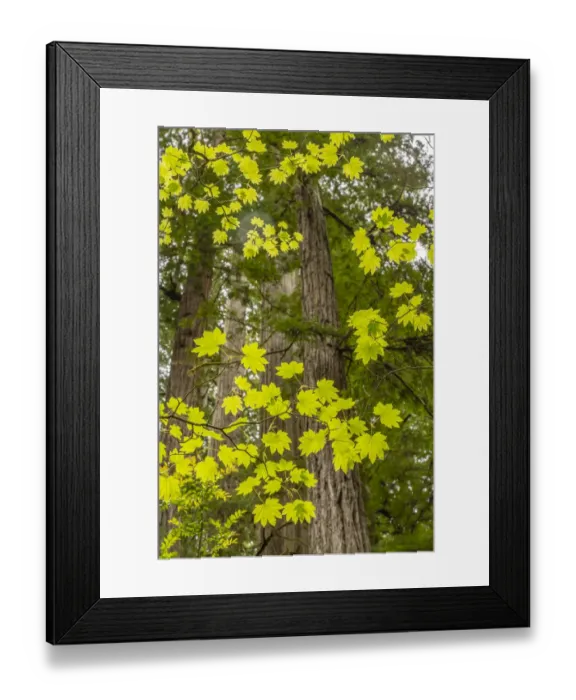 Framed Print : USA, California, Jedediah Smith Redwoods State Park. Maple branches and redwood trees Framed Print : USA, California, Jedediah Smith Redwoods State Park. Maple branches and redwood trees