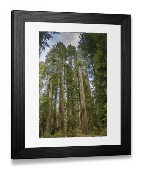 Framed Print : USA, California, Jedediah Smith Redwoods State Park. Landscape with redwood trees Framed Print : USA, California, Jedediah Smith Redwoods State Park. Landscape with redwood trees