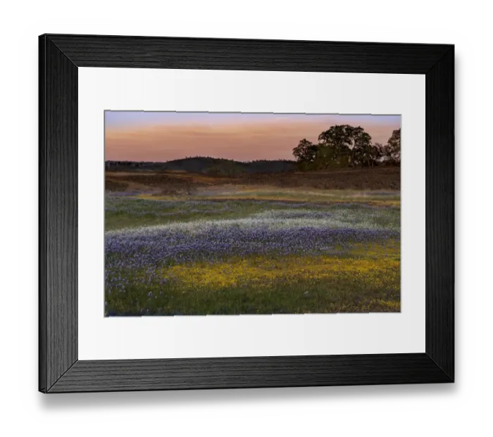 Framed Print : USA, California, North Table Mountain. Sunset on field of wildflowers Framed Print : USA, California, North Table Mountain. Sunset on field of wildflowers