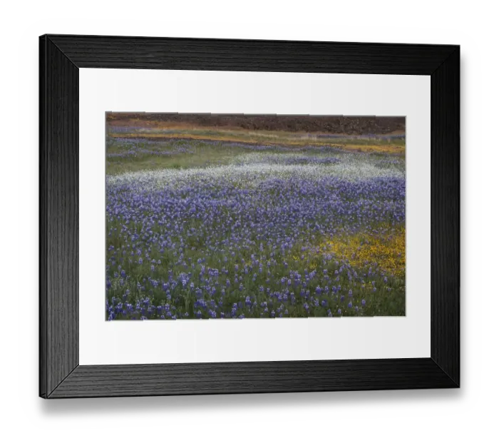 Framed Print : USA, California, North Table Mountain. Sunset on field of wildflowers Framed Print : USA, California, North Table Mountain. Sunset on field of wildflowers