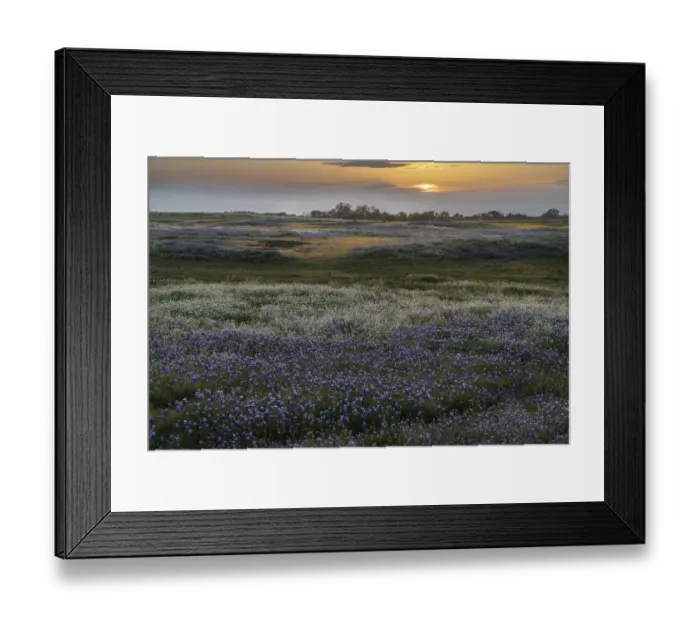 Framed Print : USA, California, North Table Mountain. Sunset on field of wildflowers