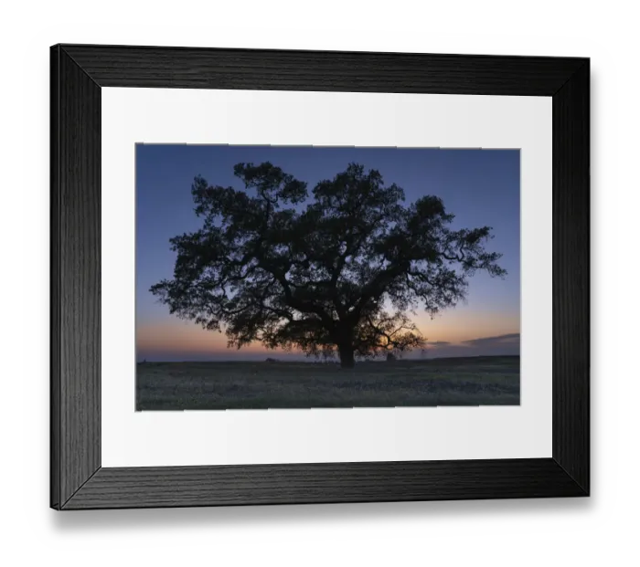 Framed Print : USA, California, North Table Mountain. Tree silhouette on field of wildflowers at sunset