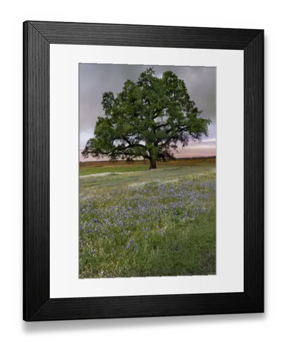 Framed Print : USA, California, North Table Mountain. Sunset on field of wildflowers